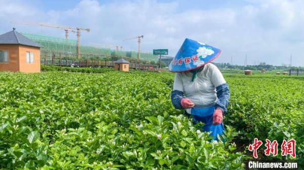免费配资炒股网址 （走进中国乡村）“茉莉之乡”广西横州借力数字智能 产业升级香飘海外